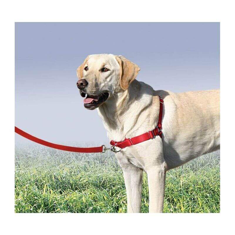 Harnais Easy Walk avec laisse Rouge Taille XL Harnais Easy Walk avec laisse Rouge Taille XL
