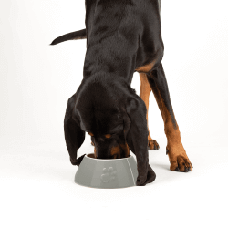 Gamelle Scruffs Classic Long Eared 21 cm