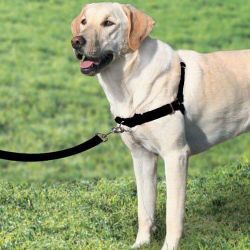 Harnais Easy Walk avec laisse Noir Taille S