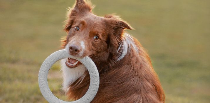 Frisbee et jouet à lancer