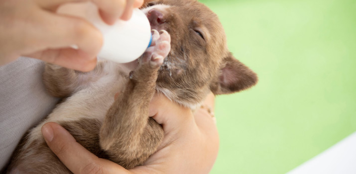 lait pour chiot