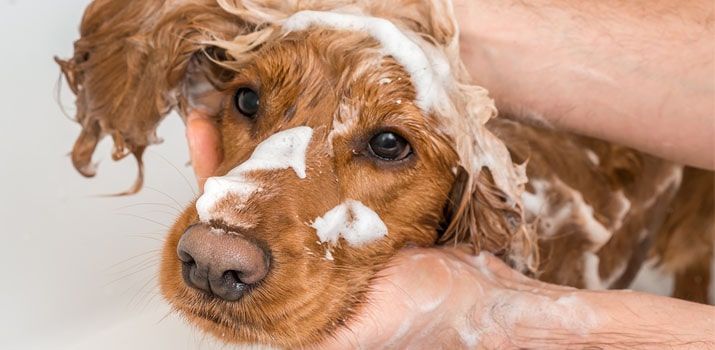 Shampooing