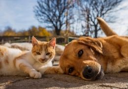Bi-nutrition chien et chat en été : bien nourrir son animal quand il fait chaud