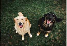Dressage des chiens agressifs