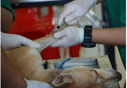 Gérer le diabète chez les chiens