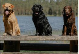 L'importance de la cohérence dans le dressage des chiens