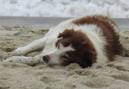 L'importance du dépistage précoce du cancer chez les chiens