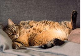 La gestion du poids chez les chats
