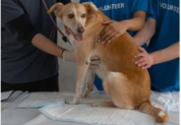 La maladie d'Addison chez les chiens