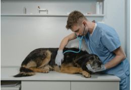 La maladie rénale chez les chiens