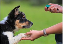 Le clicker training pour chiens