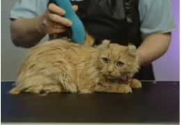 Le toilettage des chats