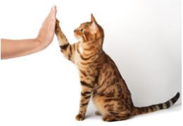 Les bases de l'éducation du chaton