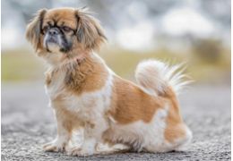 Les principales maladies génétiques chez les chiens