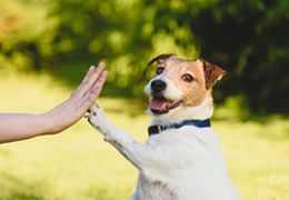 Les techniques de dressage positif pour les chiens