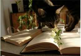 Les techniques de renforcement positif pour l'éducation des chats