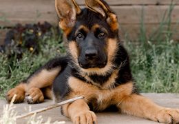 Les bases du dressage des chiots