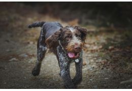 La dysplasie de la hanche chez les chiens : Diagnostic, gestion de la douleur et options chirurgicales